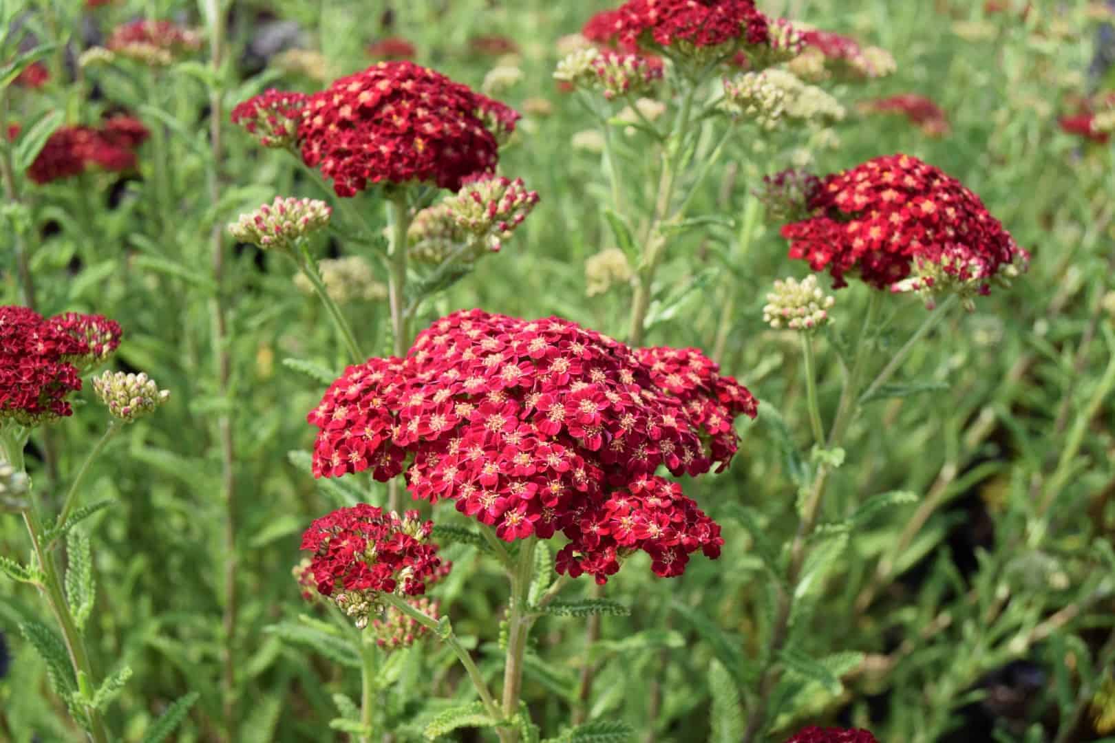 Achillea 'Red Velvet'